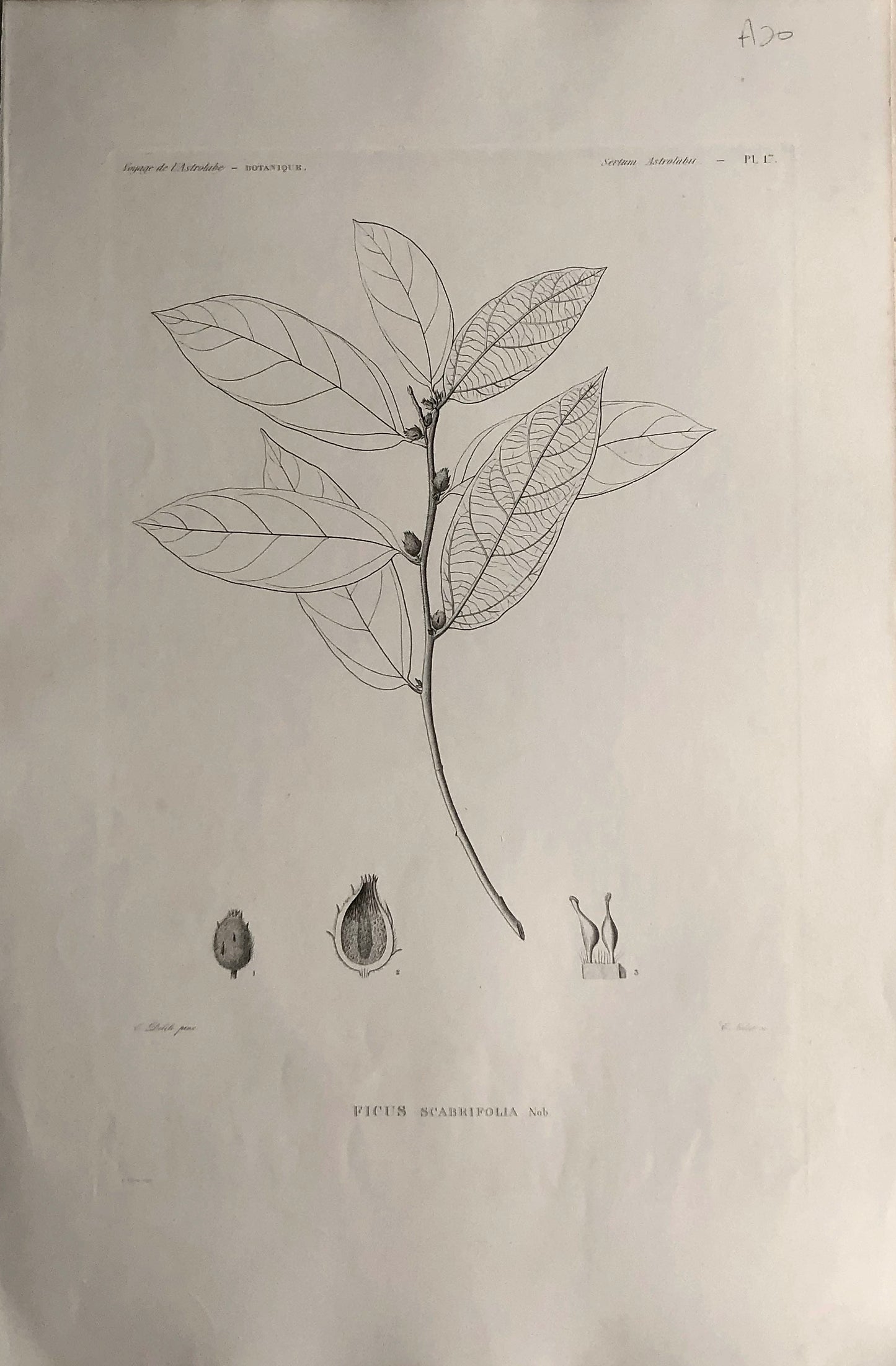 ASTROLABE: Botanical, Ficus Scabrifolia, Flore de la Nouvelle Zelannde, TASTU, J,  Paris, 1826-1829  Copperplate Engraving NZ