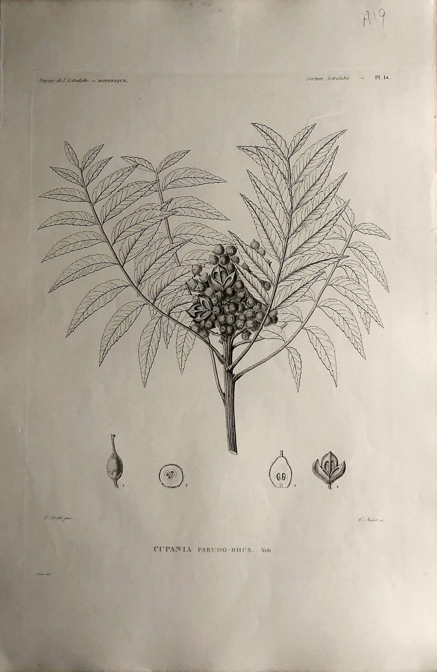 ASTROLABE: Botanical, Cupania, Flore de la Australis, TASTU, J,  Paris, 1826-1829  Copperplate Engraving