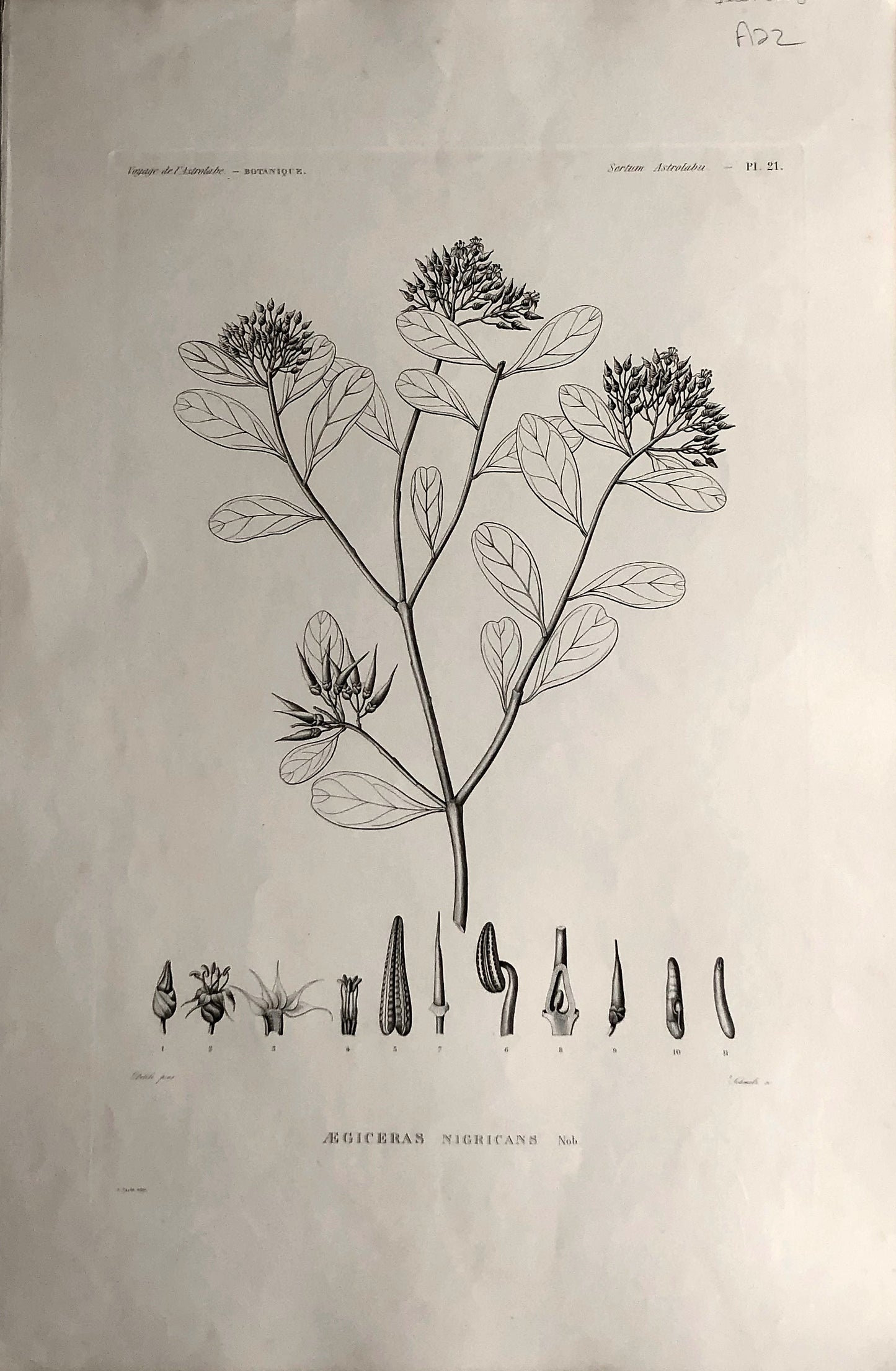 ASTROLABE: Botanical, Aegiceras, Flore de la Australis, TASTU, J,  Paris, 1826-1829  Copperplate Engraving