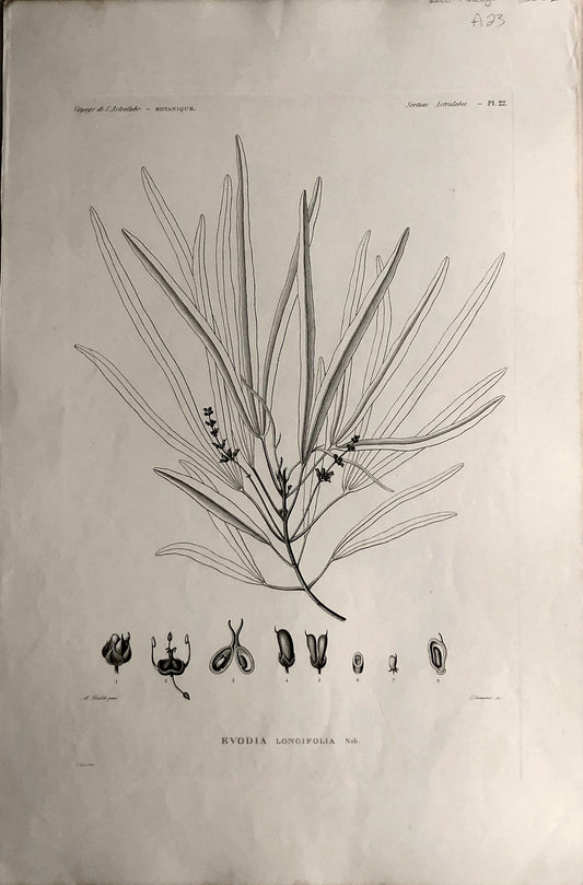 ASTROLABE: Botanical, Evodia, Flore de la Australis, TASTU, J,  Paris, 1826-1829  Copperplate Engraving NZ