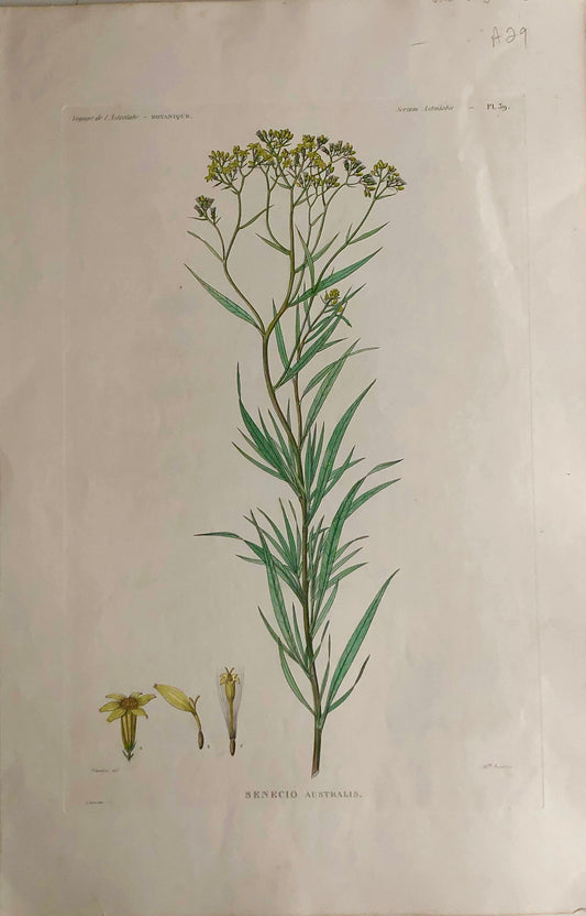 ASTROLABE: Botanical, Senecio, Flore de la Australis, TASTU, J,  Paris, 1826-1829 Hand Coloured Copperplate Engraving