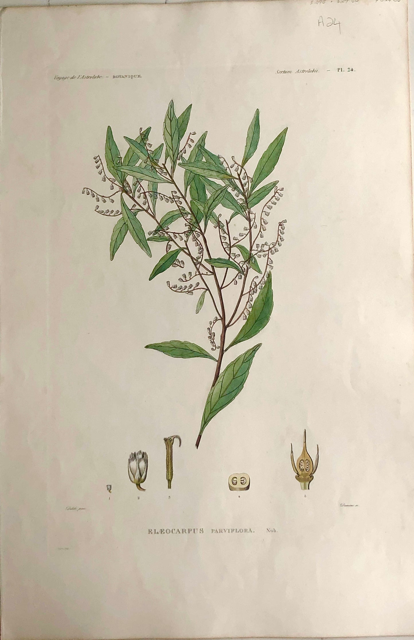 ASTROLABE: Botanical, Eleocarpus Parviflora, Flore de la Australis, TASTU, J,  Paris, 1826-1829  Hand Coloured Copperplate Engraving