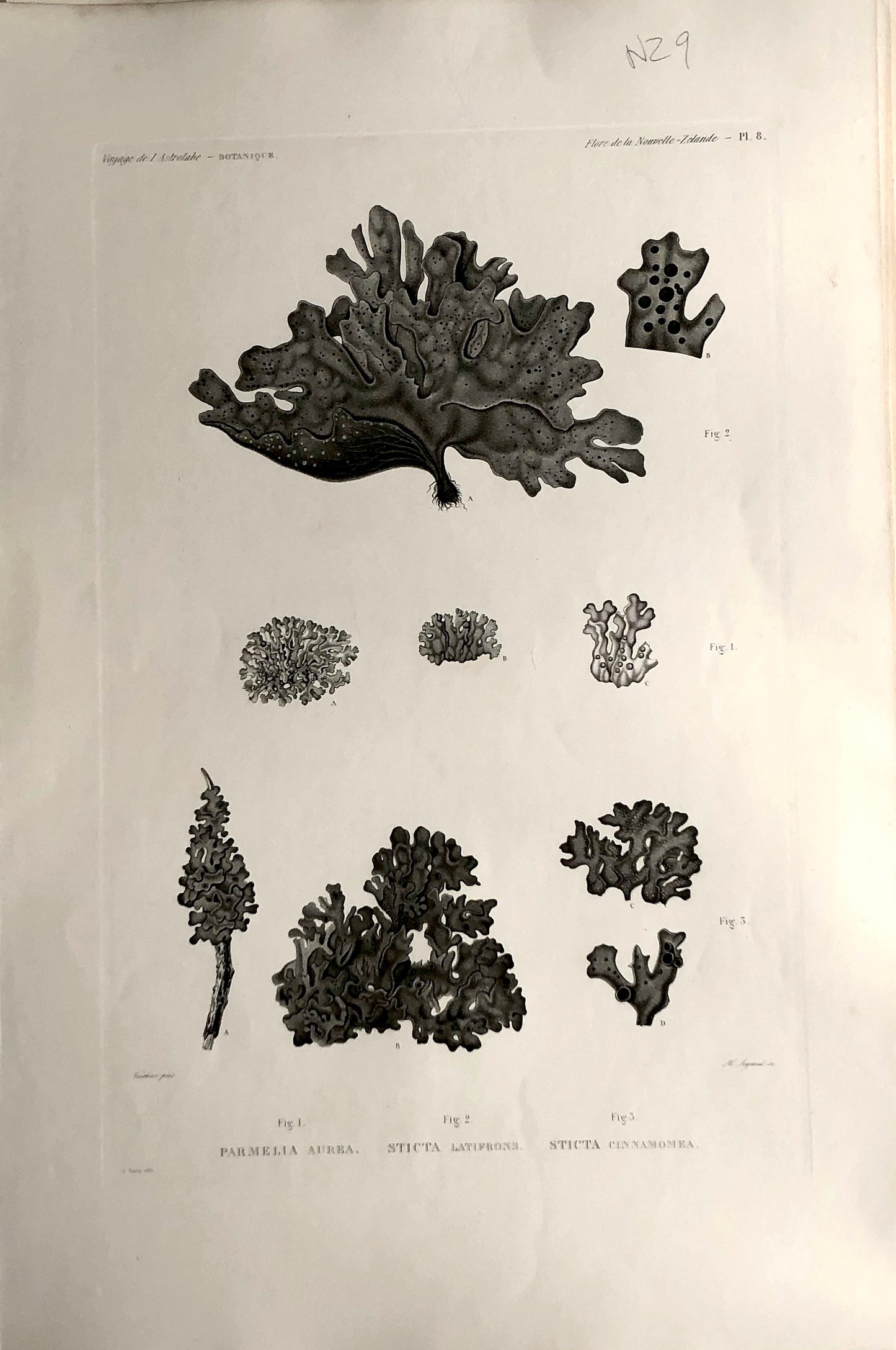 ASTROLABE: Botanical, Flore de la Nouvelle Zelande, Seaweed, Parmelia Aurea, Sticta Latifrons, Sticta Cinnamoea, TASTU, J, Paris, 1826-1829 Copperplate Engraving NZ