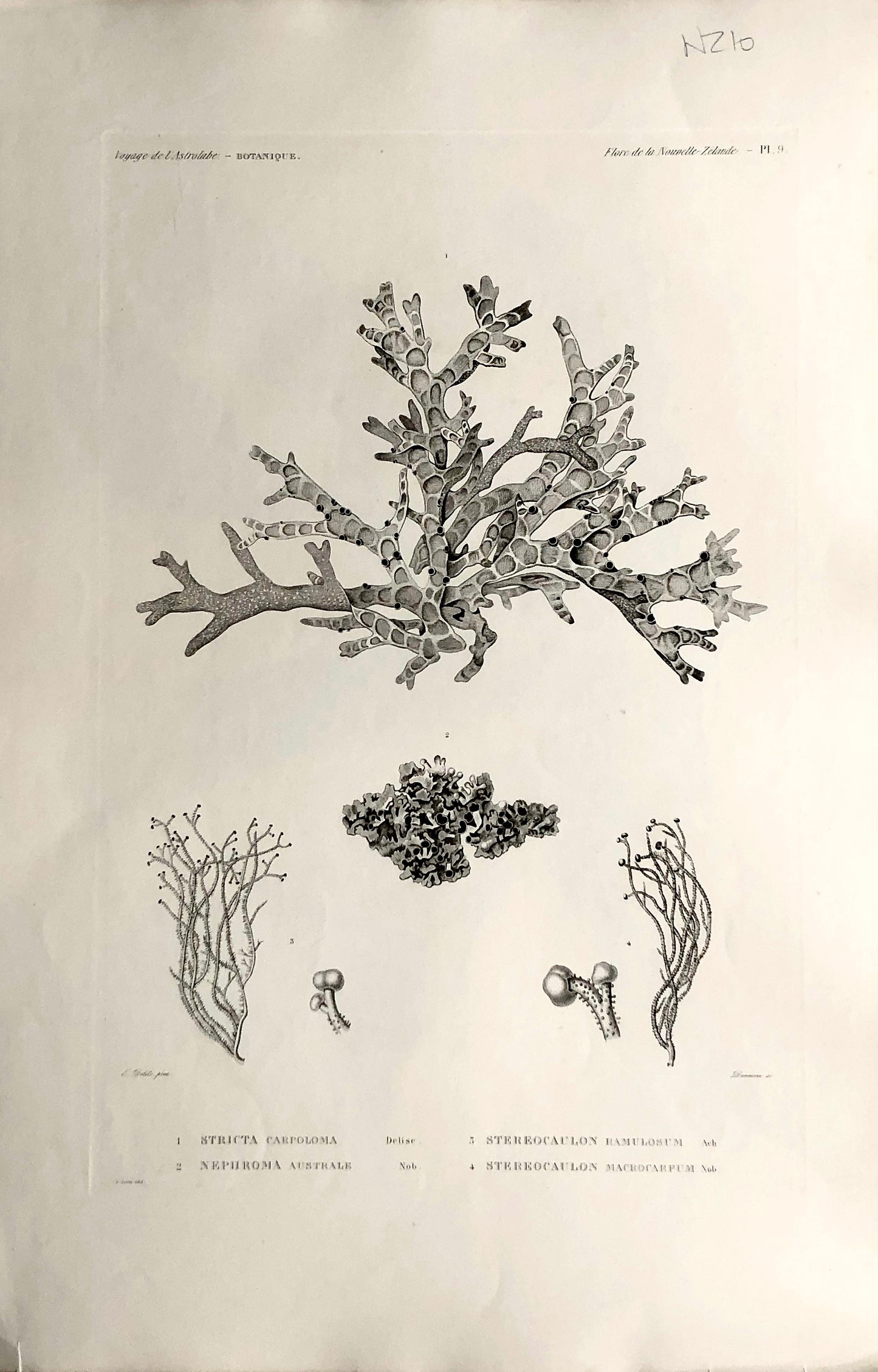 ASTROLABE: Botanical, Stricta, Nephroma, Stereocaulon, Stereocaulon, Flore de la Nouvelle Zelannde, TASTU, J,  Paris, 1826-1829  Copperplate Engraving NZ