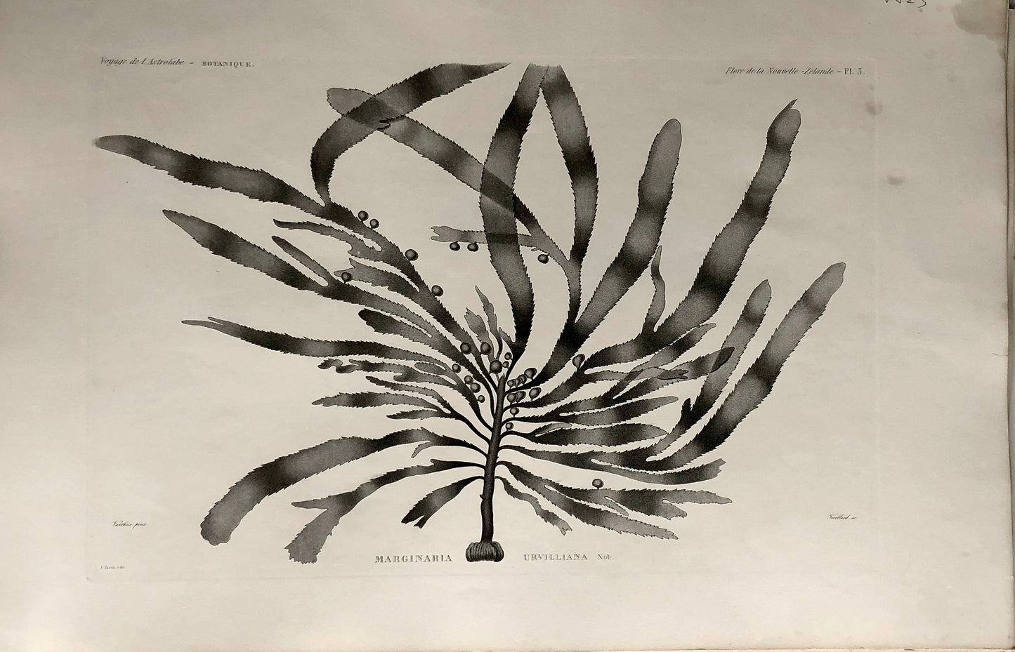 ASTROLABE: Botanical, Seaweed, Marginaria Urvillana, Flore de la Nouvelle Zelande: TASTU, J,  Paris, 1826-1829 Copperplate Engraving NZ