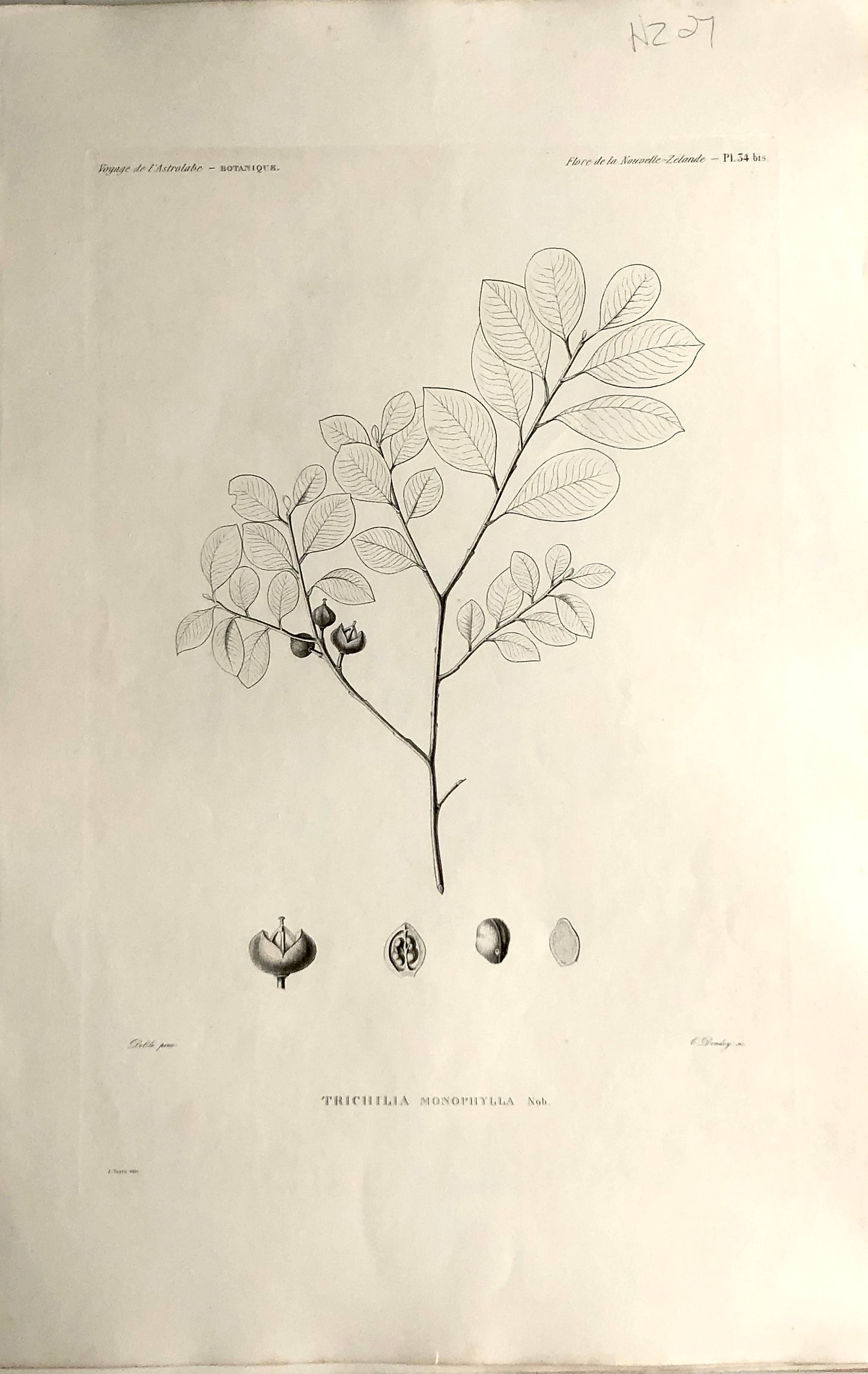 ASTROLABE: Botanicals, Trichilia Monophylla, Flora de la Nouvelle Zelande, TASTU, J, Paris, 1826-1829 1829Copperplate Engraving, NZ