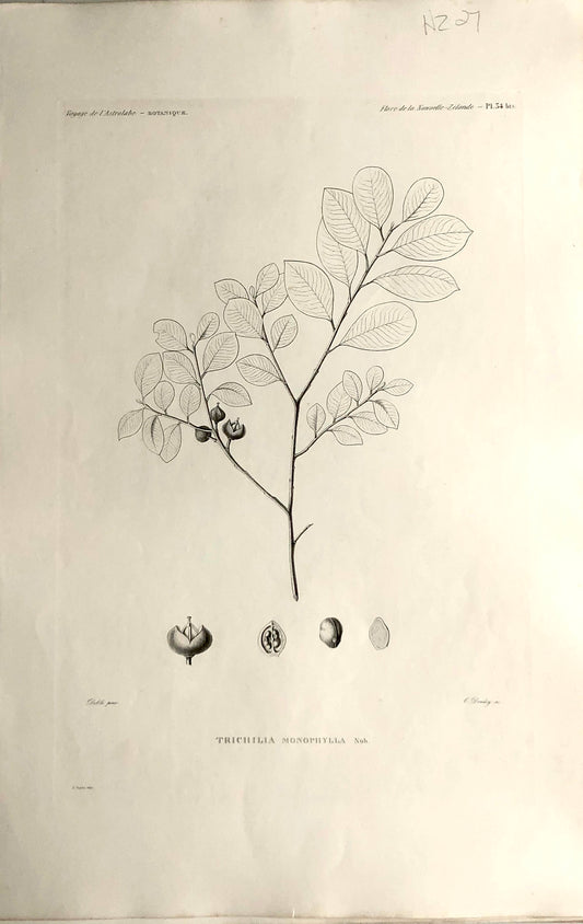 ASTROLABE: Botanicals, Trichilia Monophylla, Flora de la Nouvelle Zelande, TASTU, J, Paris, 1826-1829 1829Copperplate Engraving, NZ