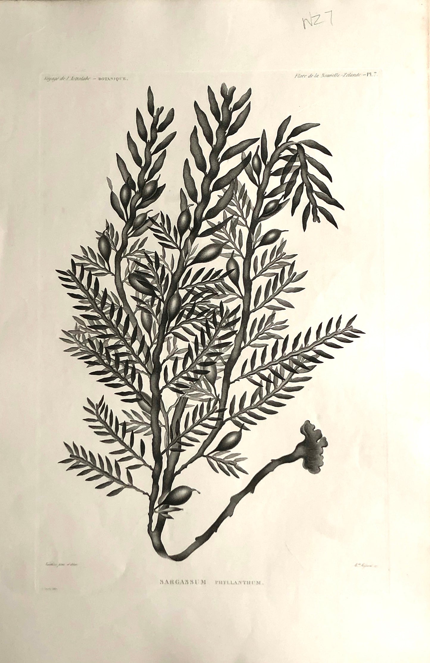 ASTROLABE: Botanical, Sargassum Phyllanthum var Aphylla, Flore de la Nouvelle Zelande: TASTU, J,  Paris, 1826-1829 Copperplate Engraving NZ