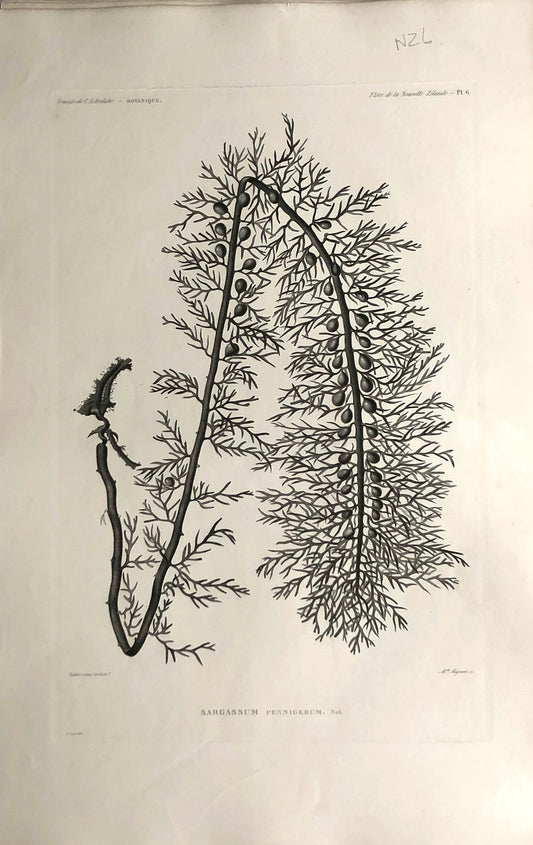 ASTROLABE: Botanical, Sargassum Pennigerum, Flore de la Nouvelle Zelannde, TASTU, J,  Paris, 1826-1829  Copperplate Engraving NZ