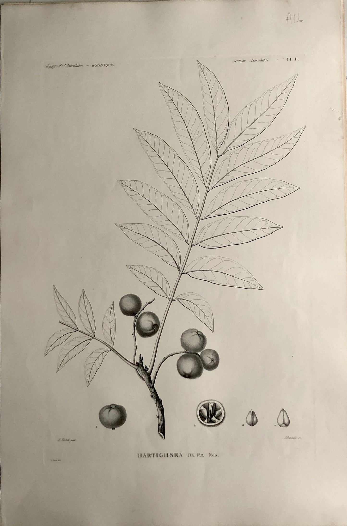 ASTROLABE: Botanical, Hartighsea Rufa, Flore de la Australis, TASTU, J,  Paris, 1826-1829 Copperplate Engraving