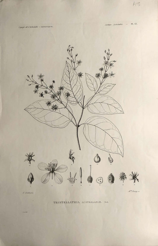 ASTROLABE: Botanicals, Tristellateia Australasle, Flore de la Australis, TASTU, J,  Paris, 1826-1829 Copperplate Engraving