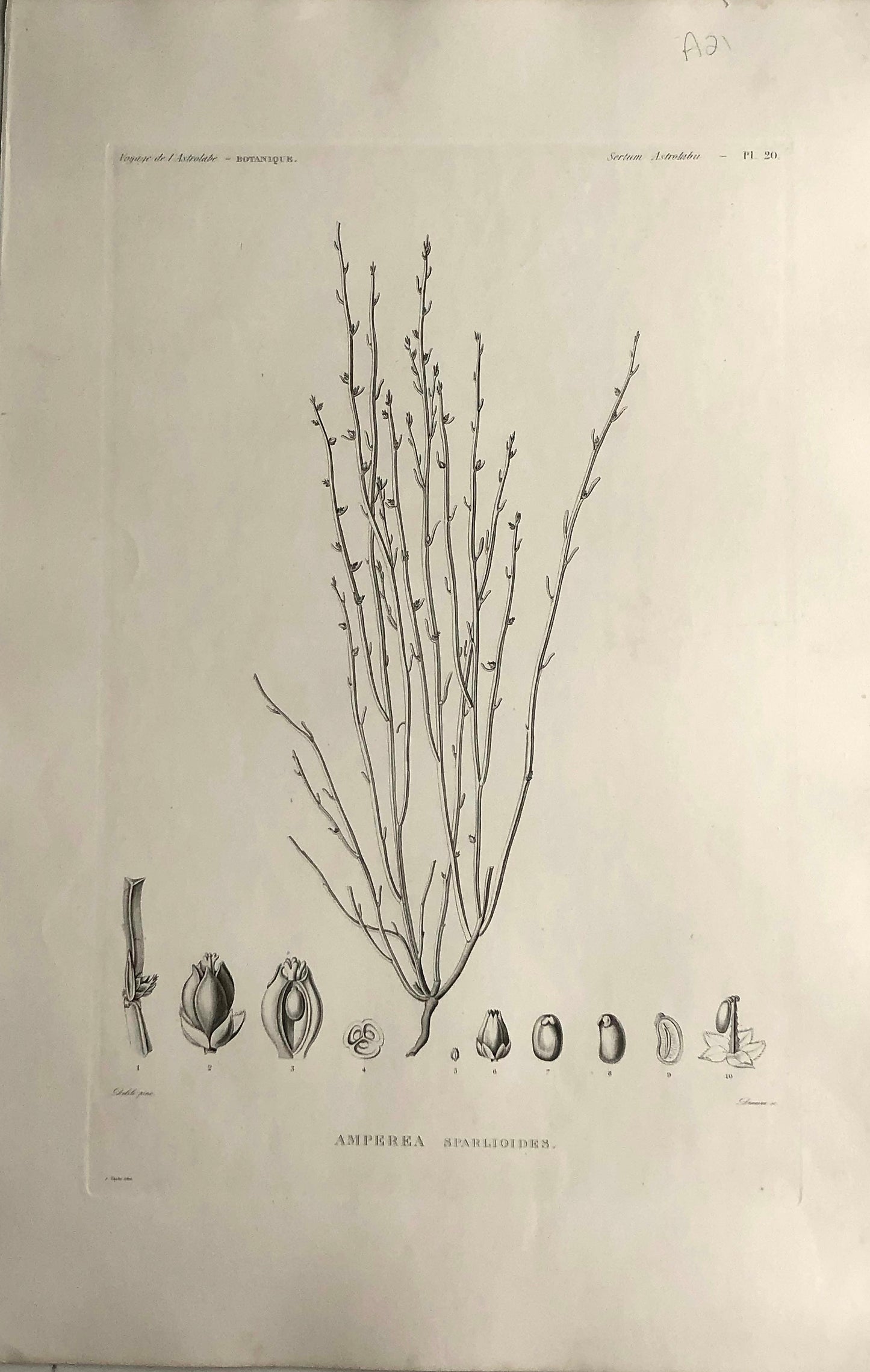 ASTROLABE: Botanical, Amperea Sparloides, Flore de la Australis, TASTU, J,  Paris, 1826-1829, Copperplate Engraving