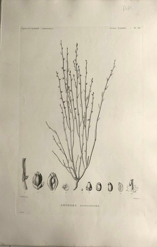 ASTROLABE: Botanical, Amperea Sparloides, Flore de la Australis, TASTU, J,  Paris, 1826-1829, Copperplate Engraving