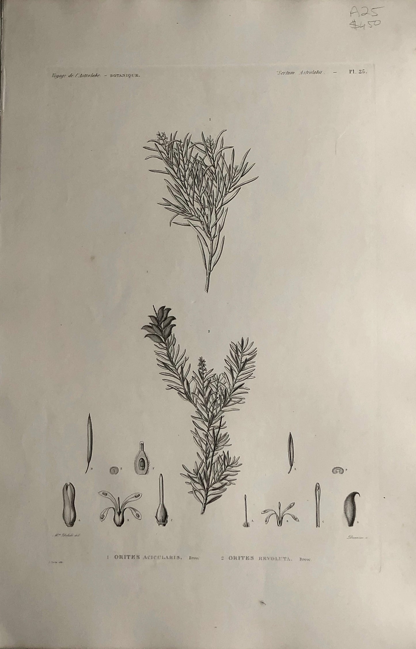 ASTROLABE: Botanical, Orites Acicularis, Flore de la Australis, TASTU, J,  Paris, 1826-1829, Copperplate Engraving