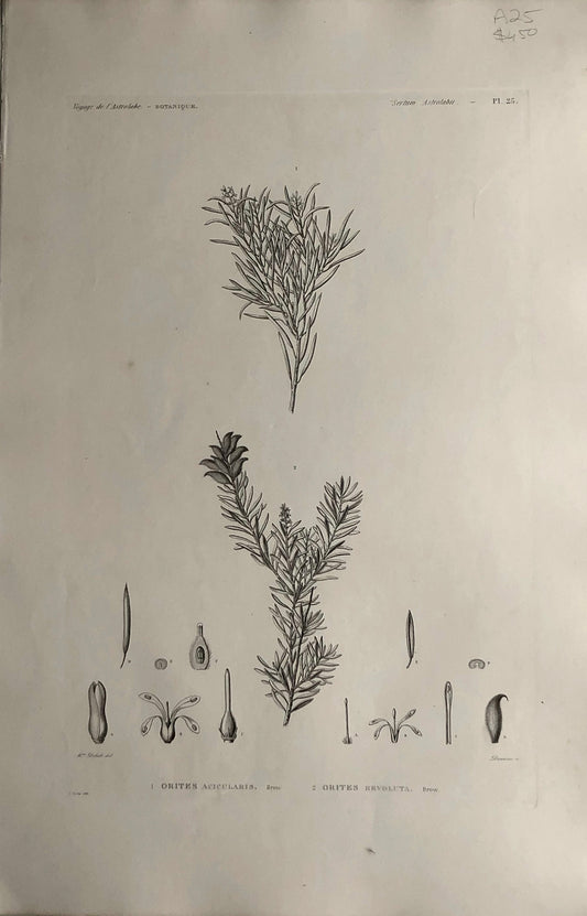 ASTROLABE: Botanical, Orites Acicularis, Flore de la Australis, TASTU, J,  Paris, 1826-1829, Copperplate Engraving