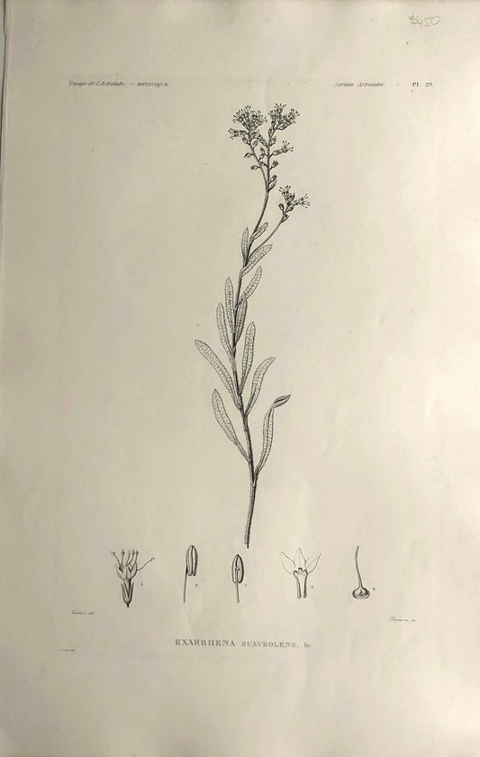 ASTROLABE: Botanical, Exarrhena Suaveolens, Flore de la Australis, TASTU, J,  Paris, 1826-1829, Copperplate Engraving
