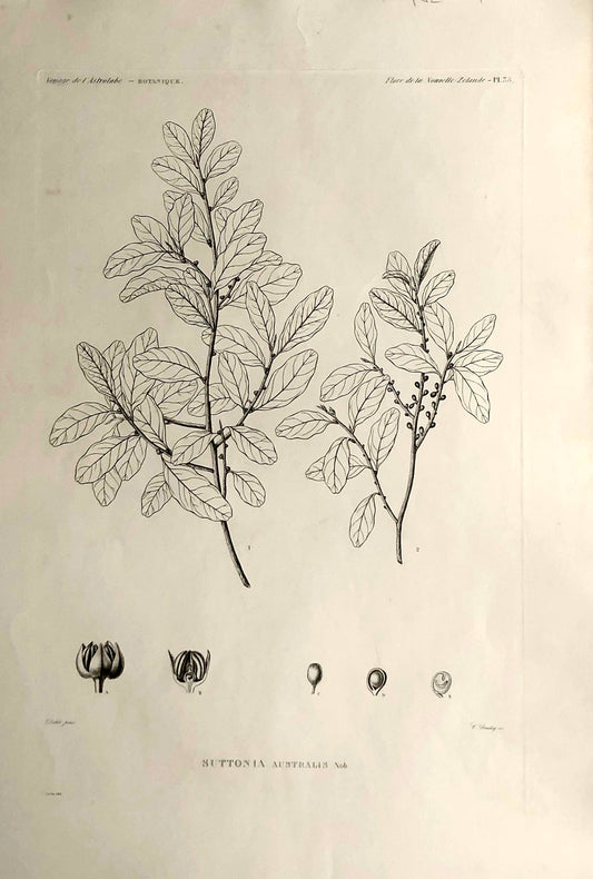 ASTROLABE: Botanical, Suttonia Australis, Flore de la Australis, TASTU, J,  Paris, 1826-1829, Copperplate Engraving