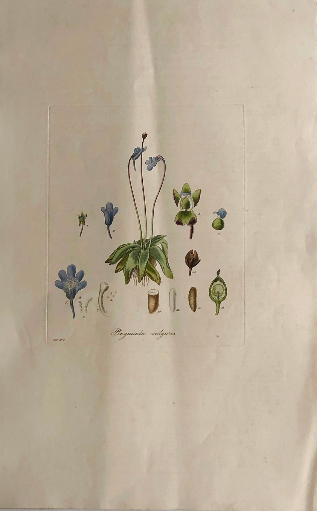 Botanical, Curtis, William, Pinguicula Vulgaris, Flora Londinensis c1817