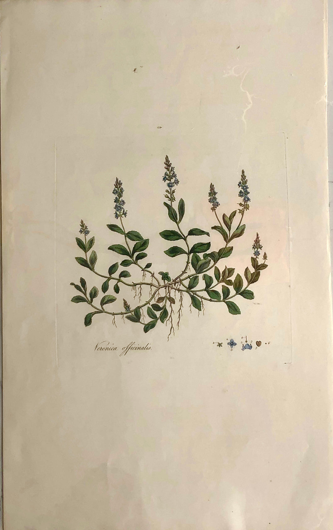 Botanical, Curtis, William,  Veronica Officinalis, Flora Londinensis c1817
