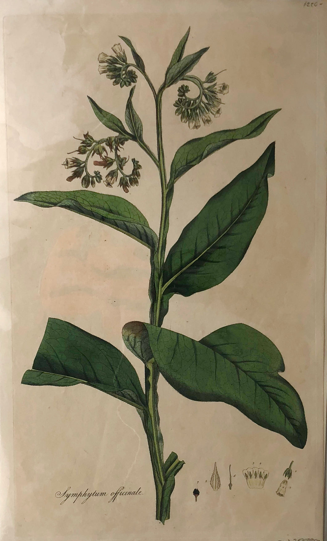 Botanical, Curtis, William, Symphytum Officinale, Flora Londinensis, c1817