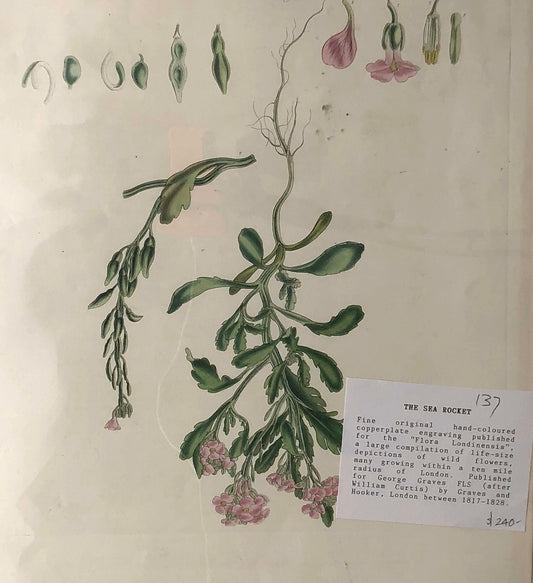 Botanical, Curtis, William, Sea Rocket, Flora Londinensis, c1817