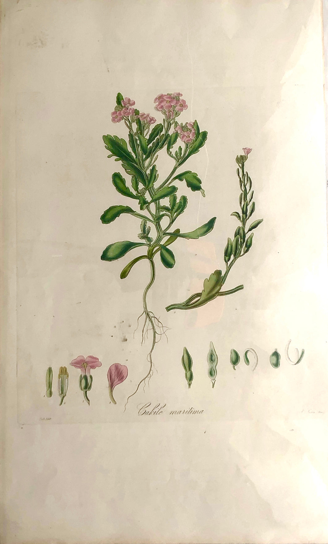 Botanical, Curtis, William, Cakile Maritima, Flora Londinensis, c1817