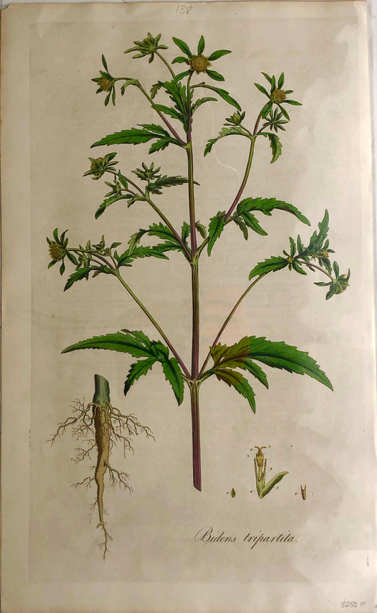 Botanical, Curtis William, Bidens Triartila, Flora Londinensis,  c1817