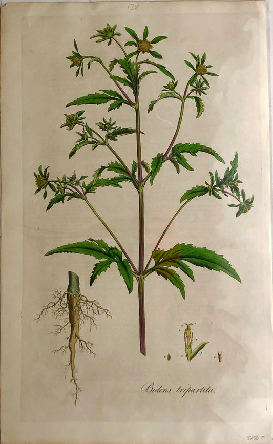 Botanical, Curtis, William: Bidens Tripartila, Flora Londinensis 1817