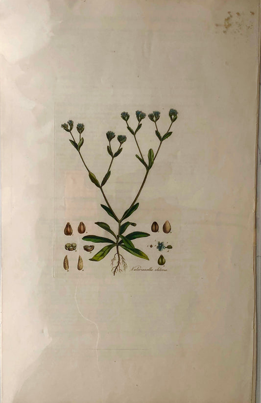 Botanical, Curtis, William, Naterianella Deteria, Flora Londinensis c1817