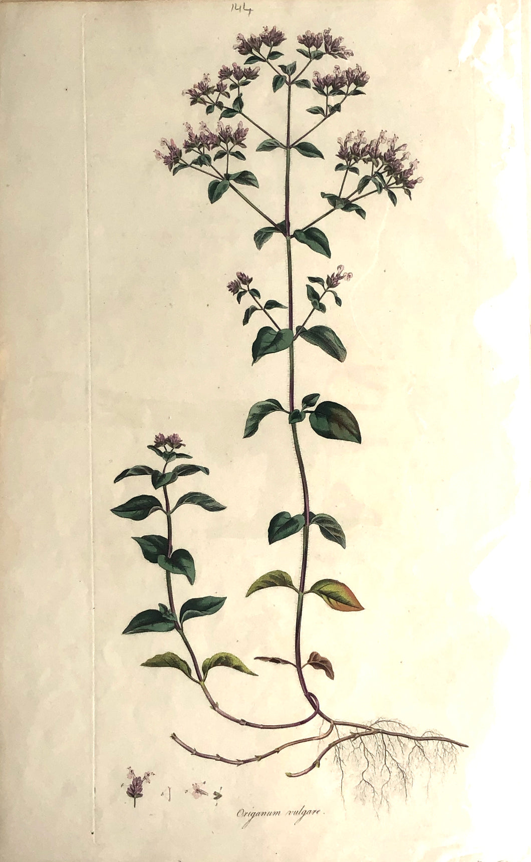 Botanical, Curtis, William, Origanum Vulgare, Flora Londinensis c1817