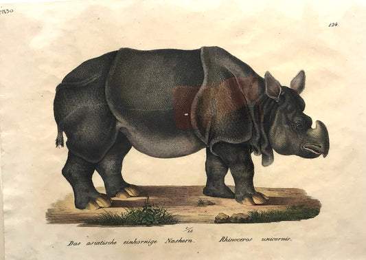 Animals: BRODTMANN, Karl Joseph, Rhinoceros, Original, Rare,  Lithograph, c1830