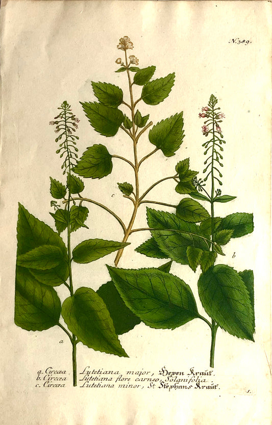 Botanical, Weinmann Johann Wilhelm: Gircaea Lutiana Various, c1737 Phytanthoza Iconographia