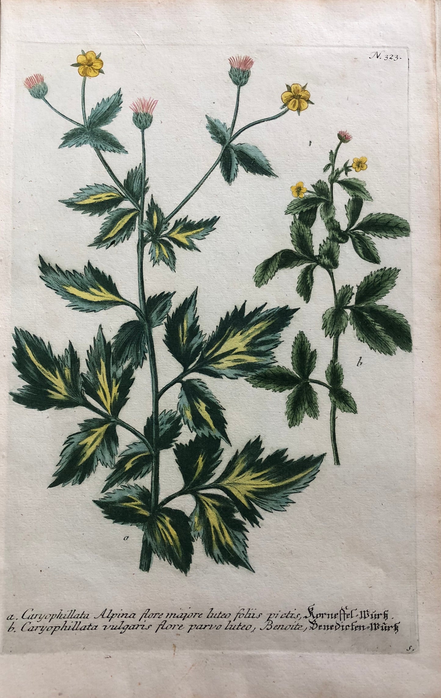 Botanical, Weinmann Johann Wilhelm: Caryophillata Alpina, c1737 Phytanthoza Iconographia