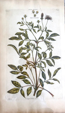 Botanical, Hill, Sir John: Twin Weed, The Vegetable System, London. 1770-1775.