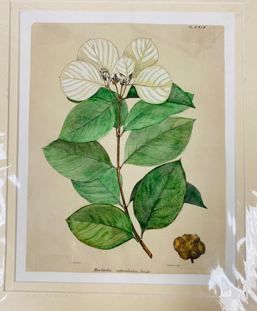 Botanical, White Morinda Reticulata by Frederick Manson Bailey