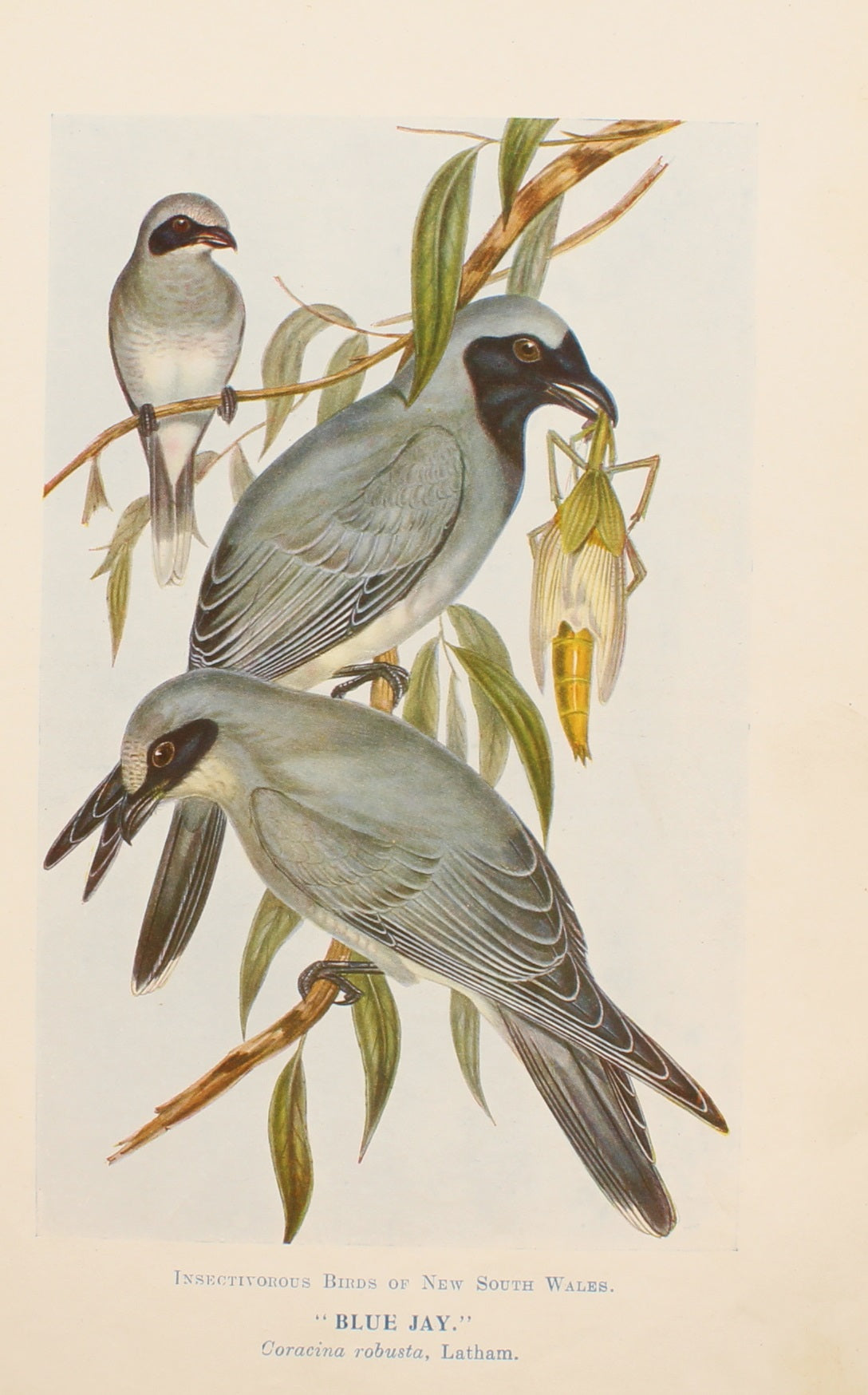 Bird, North Alfred John, Blue Jay, Insectivorous Birds of NSW, 1896-7