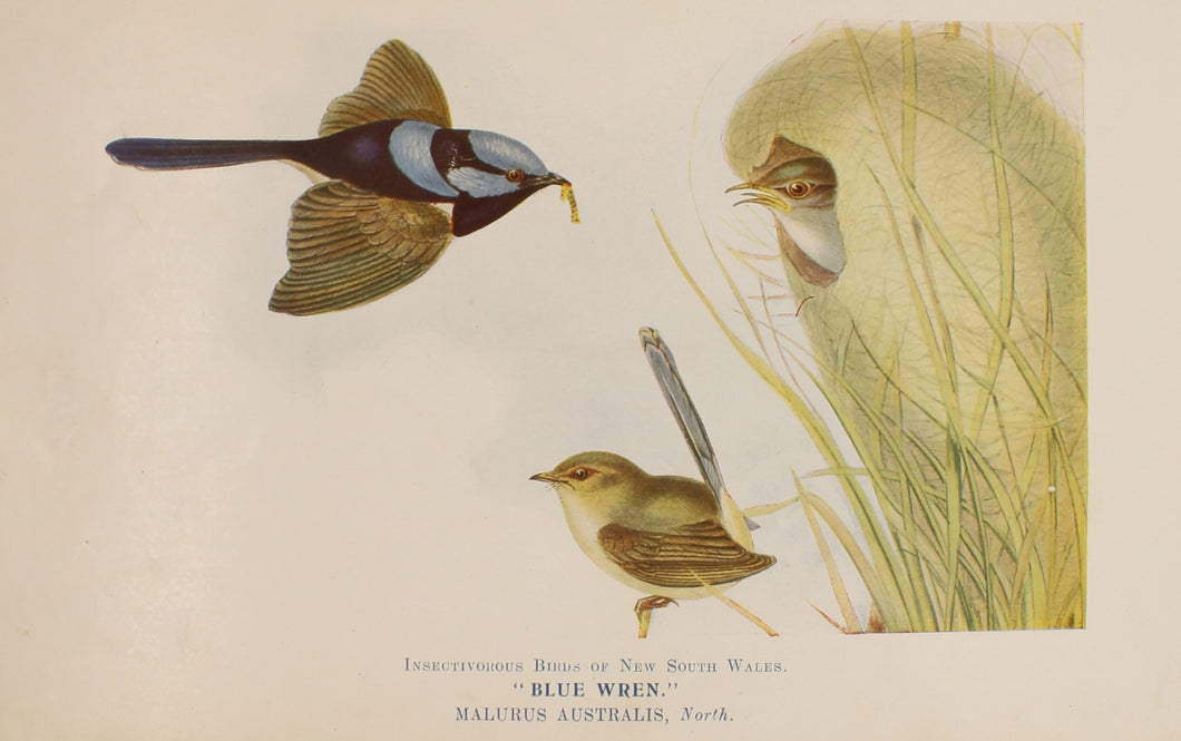 Bird, North Alfred John, Blue Wren, Insectivorous Birds of NSW, 1896-7