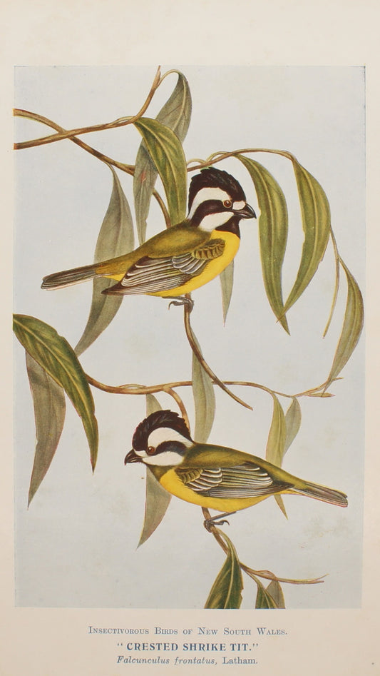 Bird, North Alfred John, Crested Shrike Tit, Insectivorous Birds of NSW, 1896-7