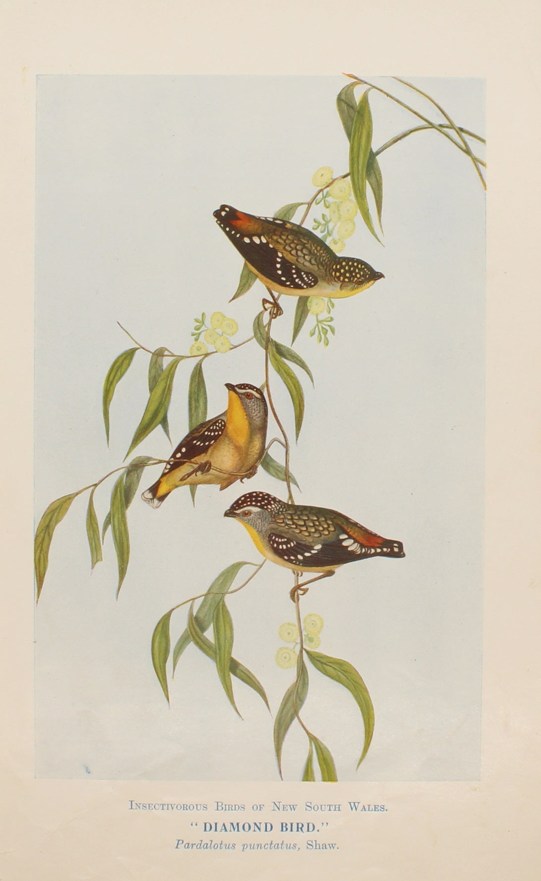 Bird, North Alfred John, Diamond bird, Insectivorous Birds of NSW, 1896-7