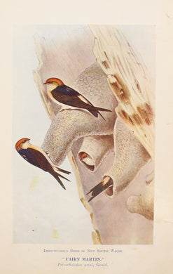 Bird, North Alfred John, Fairy Martin, Insectivorous Birds of NSW, 1896-7