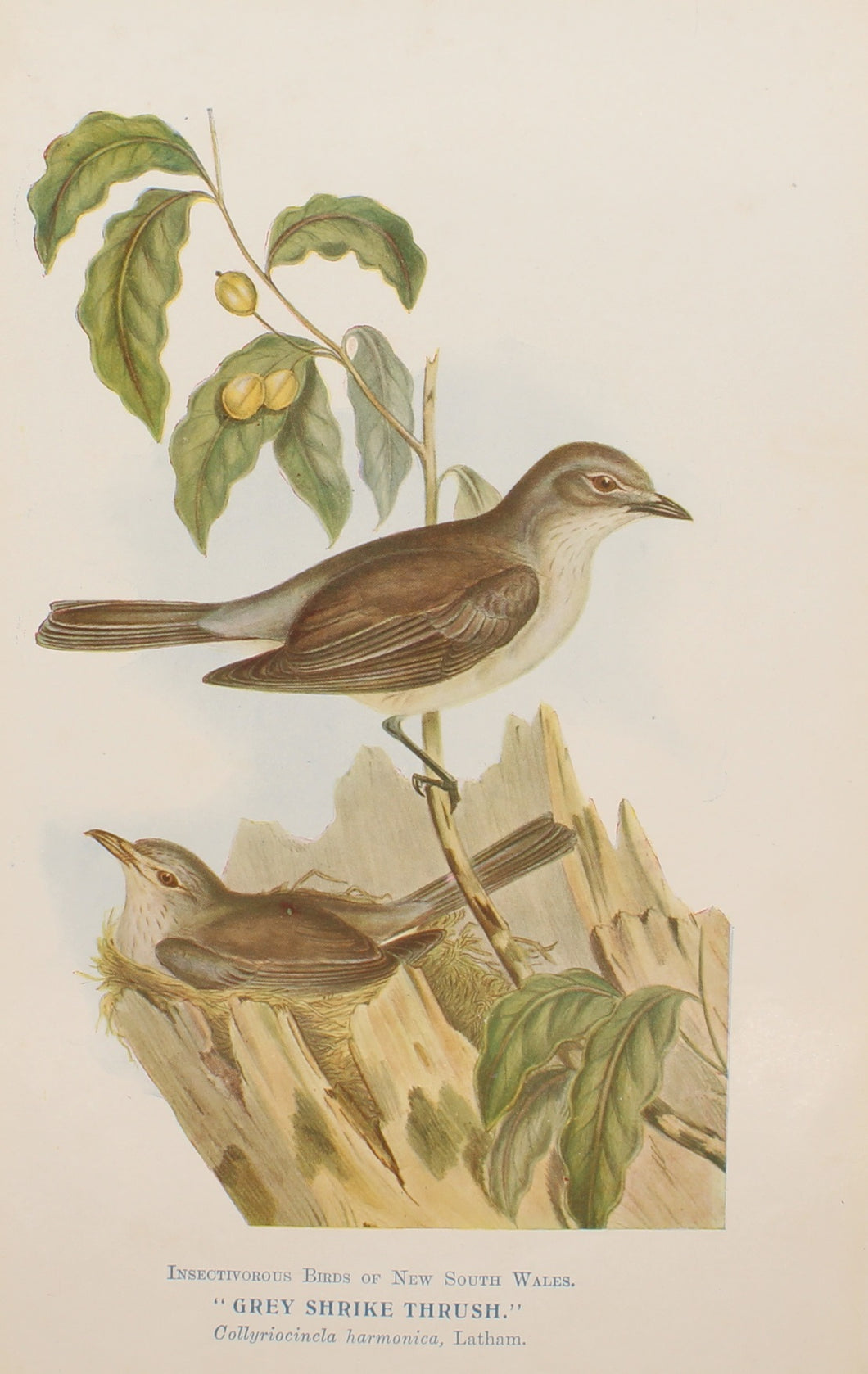 Bird, North, Alfred John, Grey Shrike Thrush, Insectiverous Birds of NSW, 1896-7 1896-7