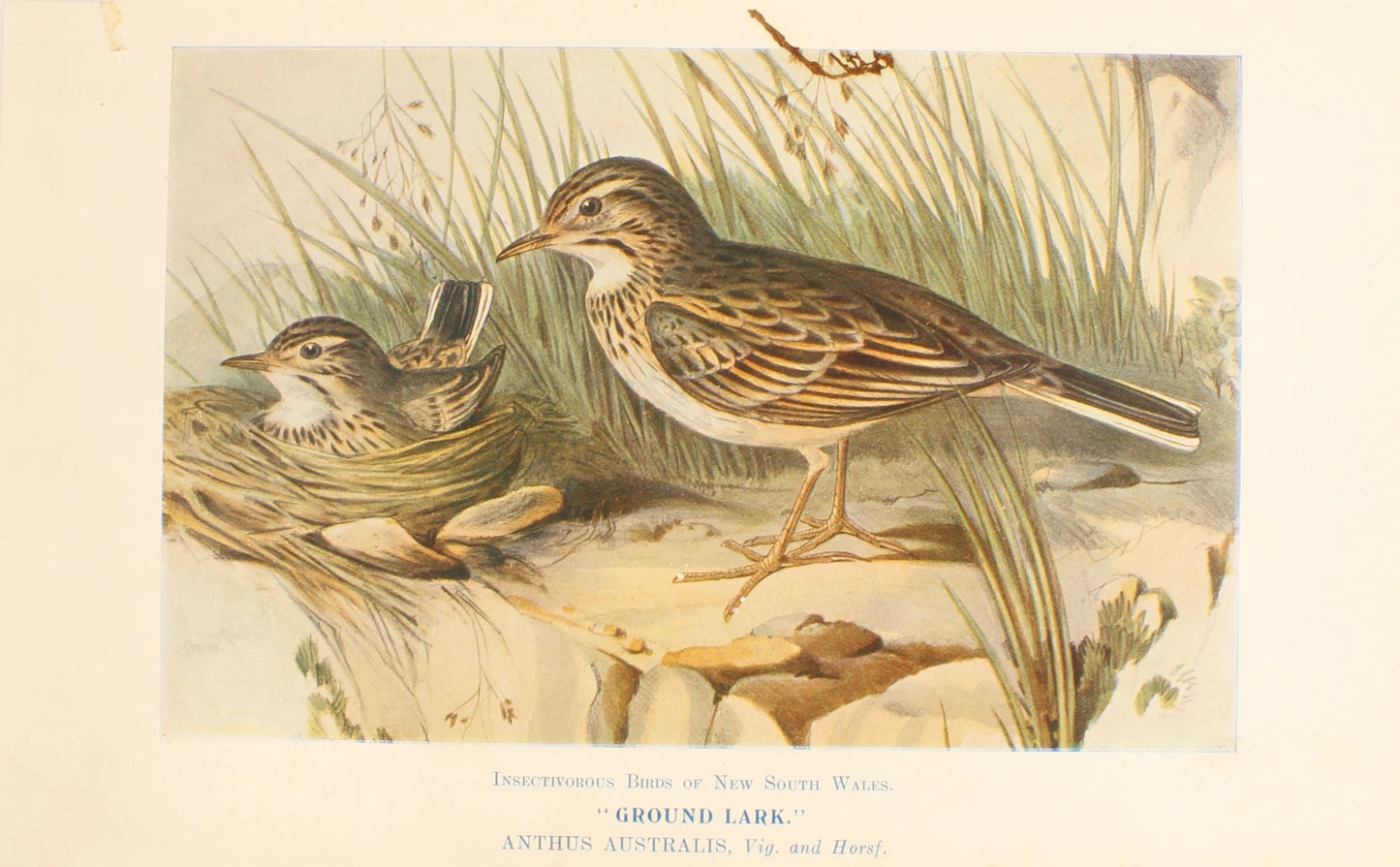 Bird, North, Alfred John, Ground Lark, Insectiverous Birds of NSW, 1896-7 1896-7
