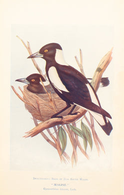 Bird, North, Alfred John, Magpie, Insectiverous Birds of NSW, 1896-7