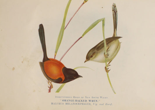 Bird, North, Alfred John, Orange Backed Wren, Insectivorous Birds of NSW, 1896-7
