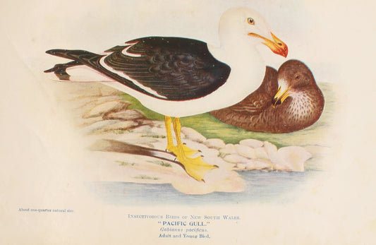 Bird, North, Alfred John, Pacific Gull, Insectivorous Birds of NSW, 1896-7