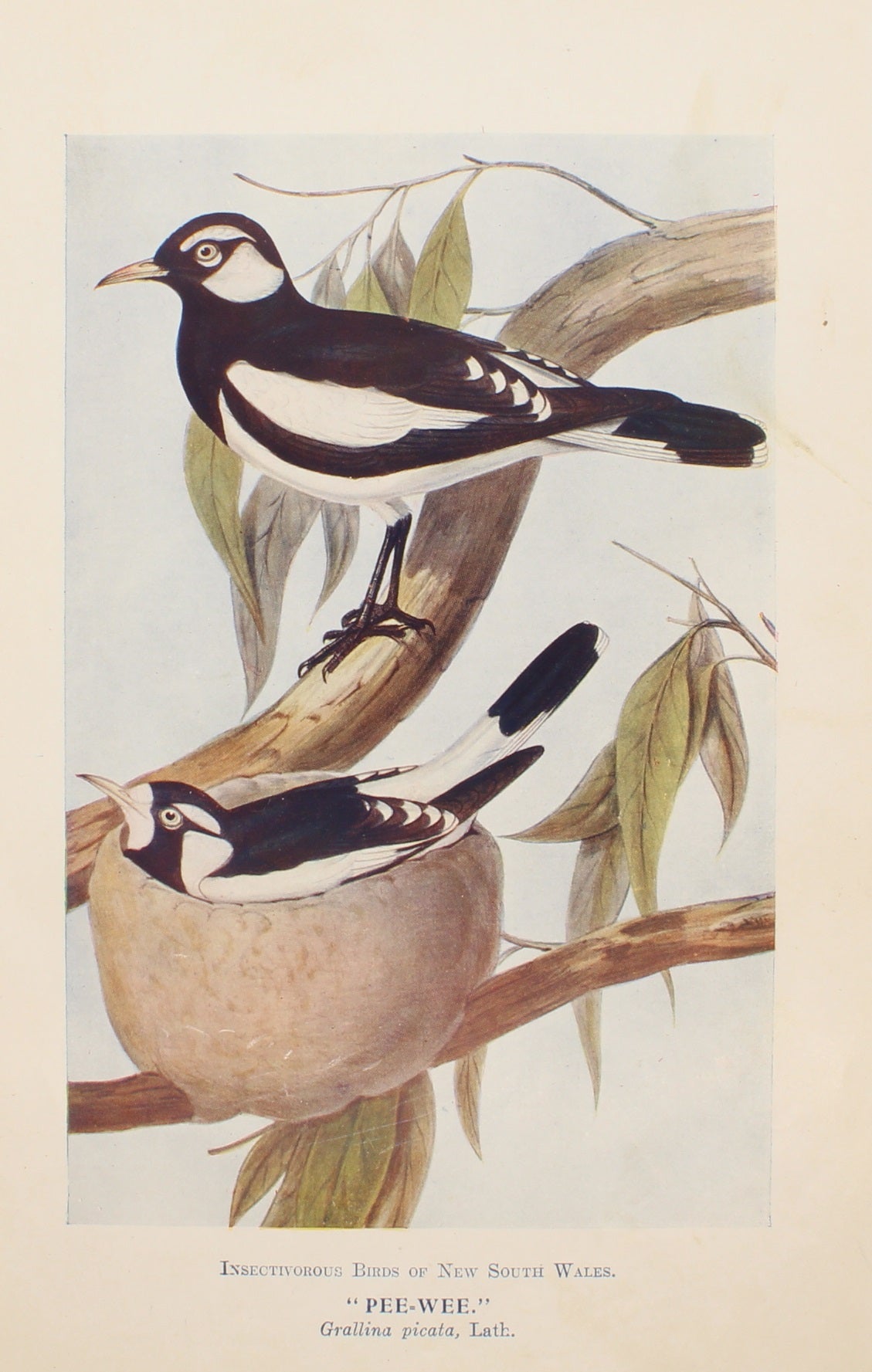 Bird, North, Alfred John, Pee Wee, Insectivorous Birds of NSW, 1896-7