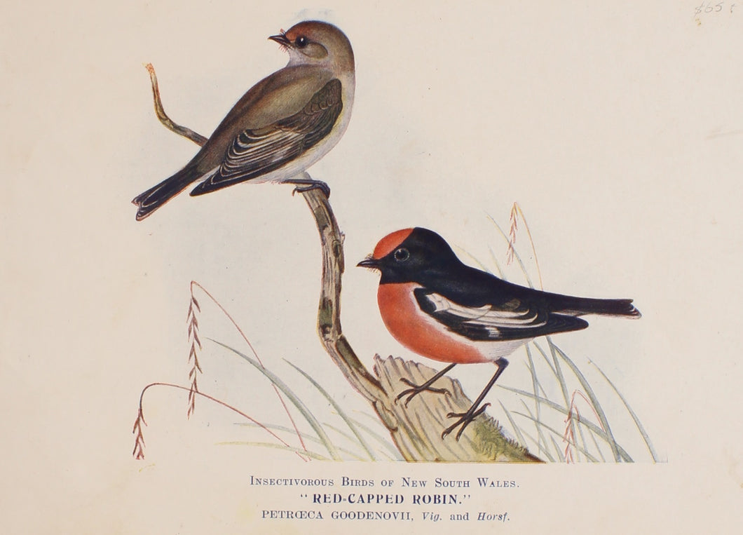 Bird, North, Alfred John, Red Capped Robin, Insectivorous Birds of NSW, 1896-7