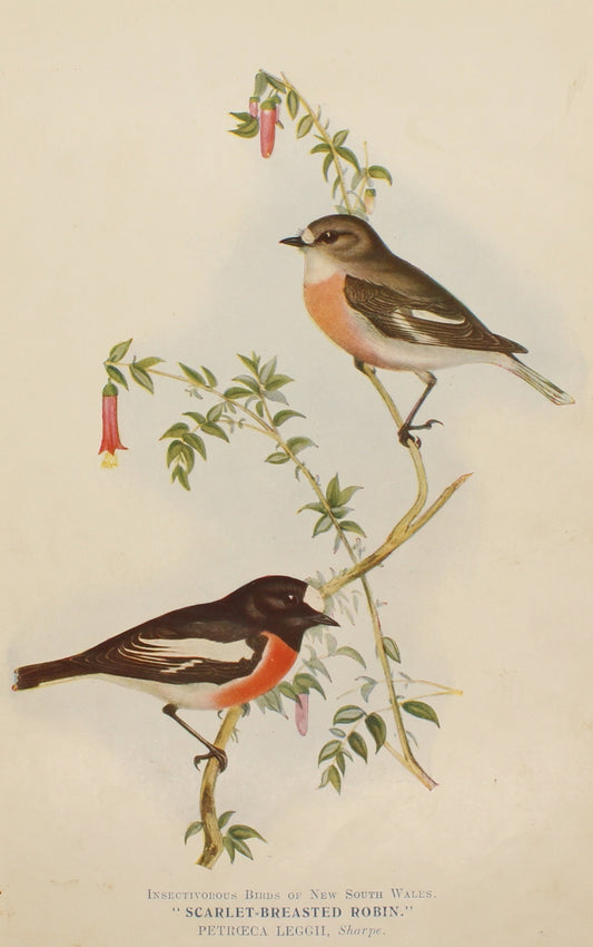 Bird, North, Alfred John, Scarlet Breasted Robin, Insectivorous Birds of NSW, 1896-7