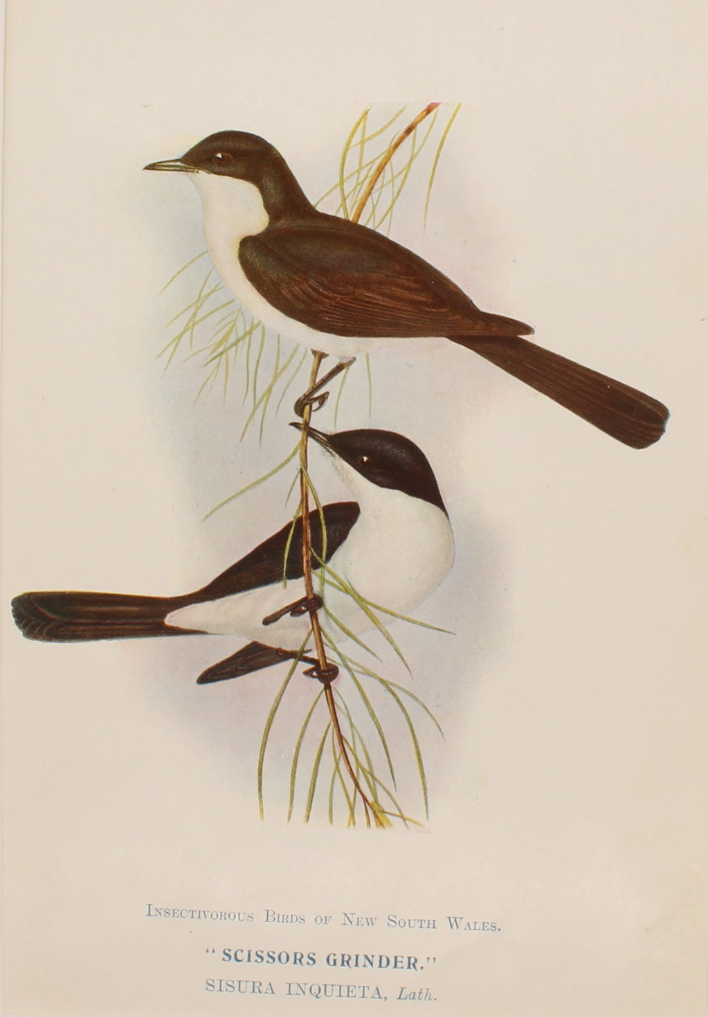 Bird, North Alfred John, Scissors Grinder, Insectivorous Birds of NSW,1921
