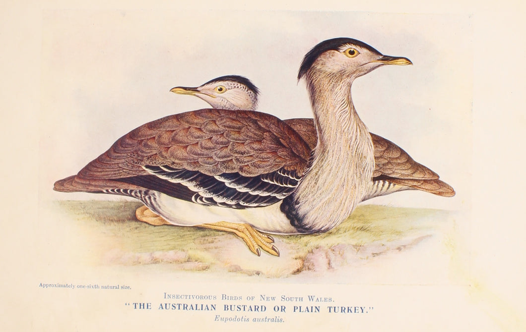 Bird, North Alfred John, The Australian Bustard or Plain Turkey, Insectivorous Birds of NSW,1896-7